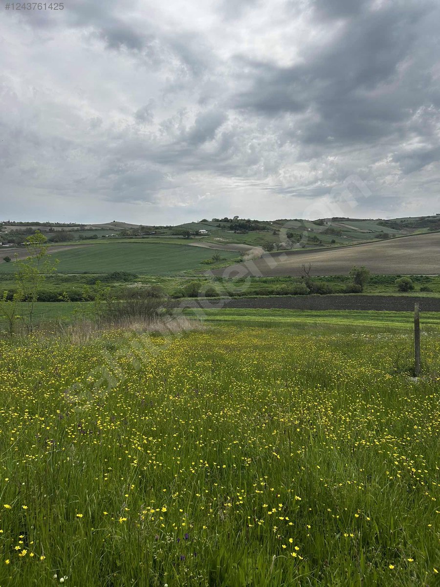 Fotoğraf
